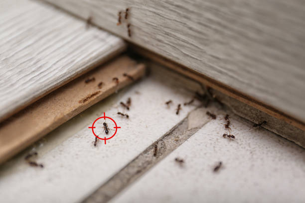 Pest Prevention Services in West Falls Church, VA