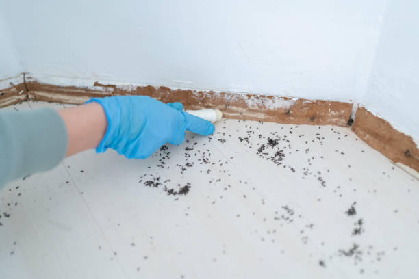 Best Pest Control Near Me in West Falls Church, VA